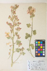 Sphaeralcea ambigua image