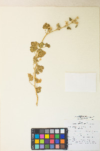 Sphaeralcea ambigua image