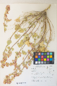 Sphaeralcea ambigua image