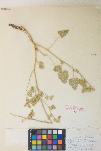 Sphaeralcea ambigua var. ambigua image