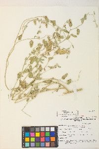 Sphaeralcea emoryi image