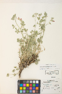 Sphaeralcea grossulariifolia image