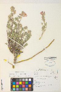 Sphaeralcea grossulariifolia image