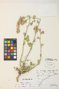 Sphaeralcea grossulariifolia image