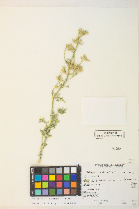 Sphaeralcea grossulariifolia image