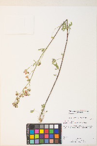 Sphaeralcea grossulariifolia image