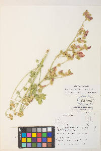 Sphaeralcea ambigua image