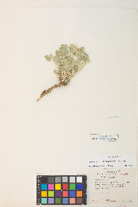 Sphaeralcea grossulariifolia image