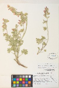 Sphaeralcea grossulariifolia image