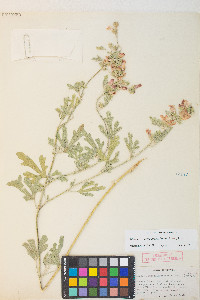 Sphaeralcea grossulariifolia image