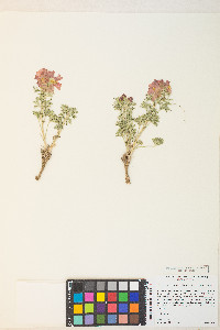 Sphaeralcea grossulariifolia image