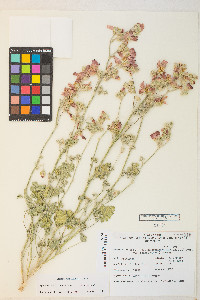 Sphaeralcea grossulariifolia image