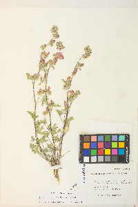 Sphaeralcea grossulariifolia image