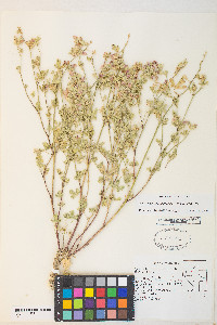 Sphaeralcea grossulariifolia image