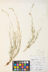 Sphaeralcea leptophylla image