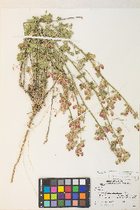 Sphaeralcea munroana image