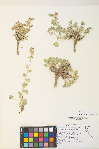 Sphaeralcea parvifolia image