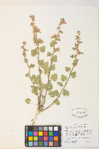 Sphaeralcea munroana image
