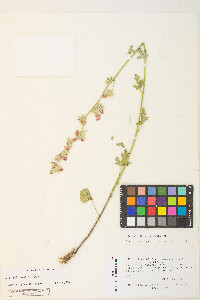 Sphaeralcea rusbyi image