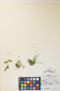 Viola macloskeyi var. macloskeyi image