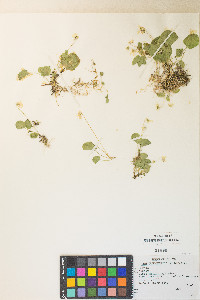 Viola macloskeyi var. macloskeyi image