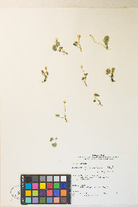 Viola macloskeyi image