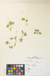 Viola macloskeyi image