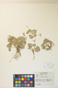 Viola nephrophylla image