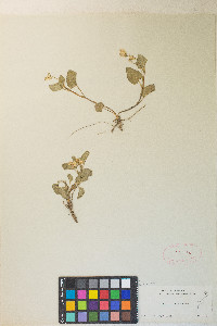 Viola painteri image
