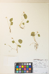 Viola palustris image