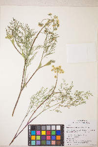 Lomatium vaginatum image