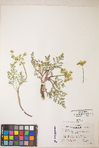 Lomatium vaginatum image