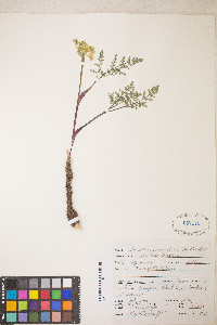 Lomatium vaginatum image