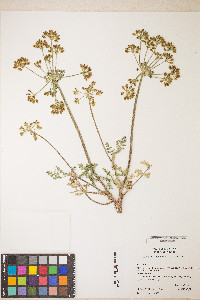 Lomatium vaginatum image