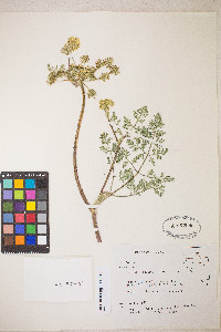 Lomatium vaginatum image
