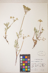 Lomatium vaginatum image