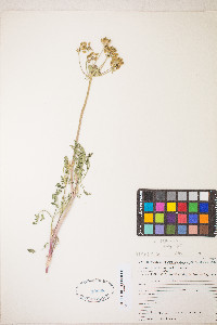 Lomatium vaginatum image