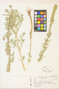 Epilobium densiflorum image