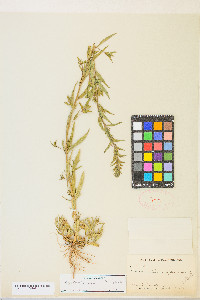 Epilobium densiflorum image