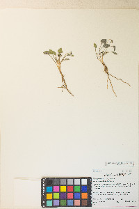 Viola purpurea subsp. dimorpha image