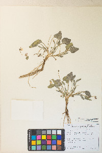 Viola purpurea image