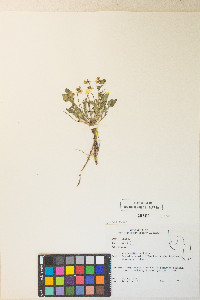 Viola purpurea var. integrifolia image