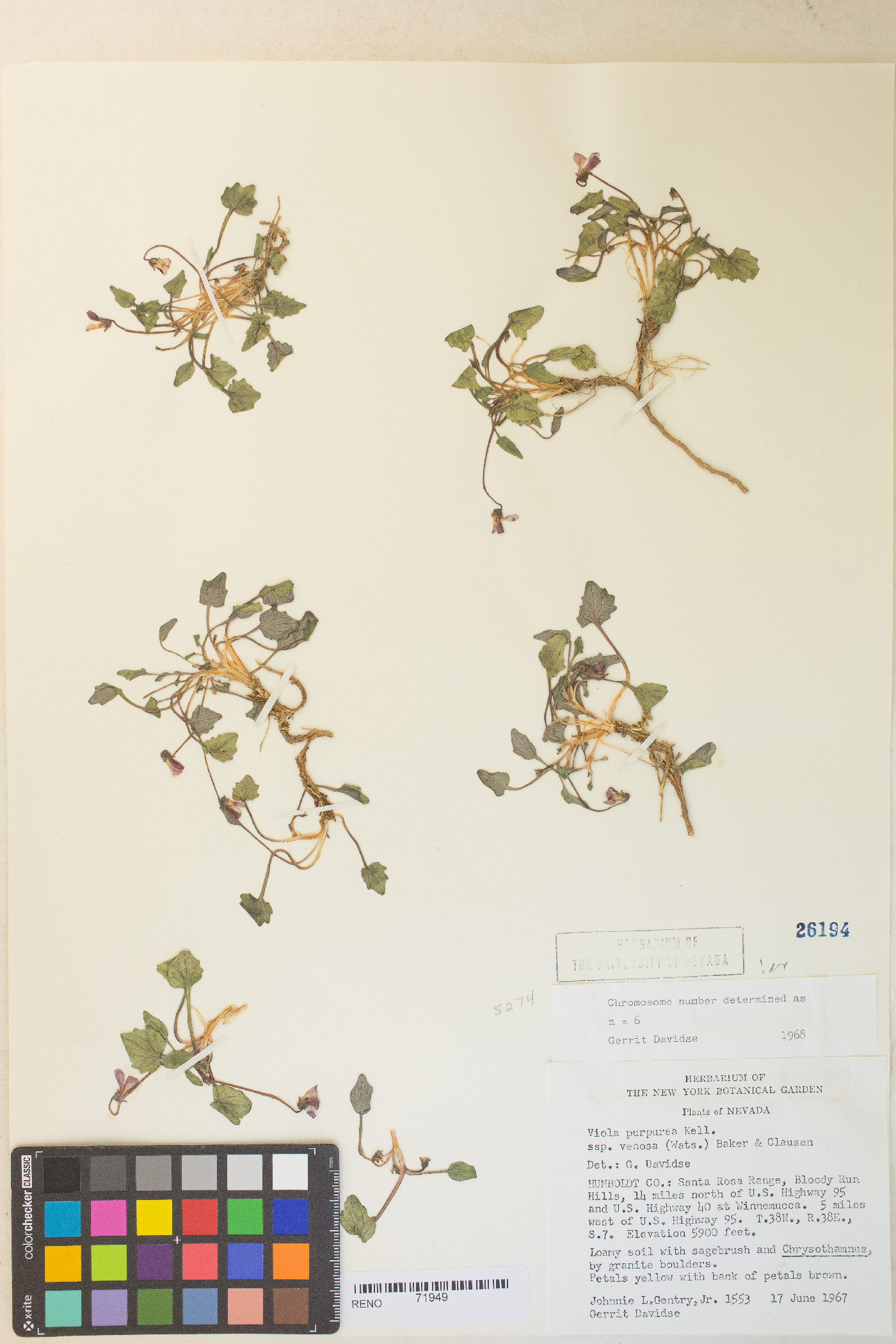 Viola purpurea var. venosa image