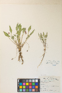 Viola pinetorum image
