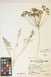 Anethum graveolens image