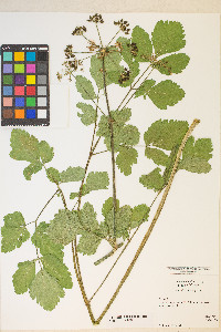 Angelica archangelica image