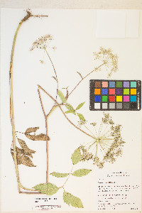 Angelica genuflexa image