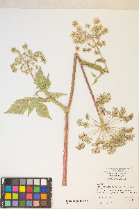 Angelica genuflexa image