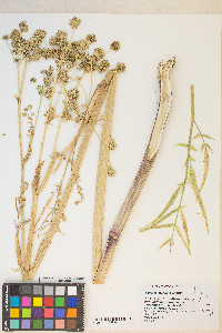 Angelica kingii image