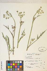 Angelica kingii image